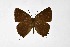  ( - DNAwthSatyrium313)  @11 [ ] Copyright (2023) Unspecified Unspecified