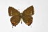  ( - DNAwthSatyrium313)  @11 [ ] Copyright (2023) Unspecified Unspecified