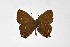  ( - DNAwthSatyrium318)  @11 [ ] Copyright (2023) Unspecified Unspecified