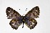  ( - DNAwthTarucus033)  @11 [ ] Copyright (2023) Unspecified Unspecified