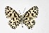  ( - DNAwthTarucus033)  @11 [ ] Copyright (2023) Unspecified Unspecified