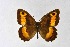  ( - DNAwthChazara001)  @11 [ ] Copyright (2024) Wolfgang ten Hagen Unspecified