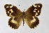  ( - DNAwthChazara032)  @11 [ ] Copyright (2024) Wolfgang ten Hagen Unspecified