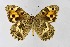  ( - DNAwthChazara032)  @11 [ ] Copyright (2024) Wolfgang ten Hagen Unspecified