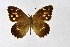  ( - DNAwthChazara033)  @11 [ ] Copyright (2024) Wolfgang ten Hagen Unspecified