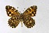  ( - DNAwthChazara033)  @11 [ ] Copyright (2024) Wolfgang ten Hagen Unspecified