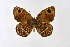  ( - DNAwthSatyrus005)  @11 [ ] Copyright (2024) Wolfgang ten Hagen Unspecified