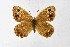  ( - DNAwthSatyrus006)  @11 [ ] Copyright (2024) Wolfgang ten Hagen Unspecified