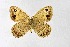  ( - DNAwthSatyrus006)  @11 [ ] Copyright (2024) Wolfgang ten Hagen Unspecified