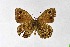  ( - DNAwthSatyrus008)  @11 [ ] Copyright (2024) Wolfgang ten Hagen Unspecified