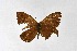  ( - DNAwthSatyrus009)  @11 [ ] Copyright (2024) Wolfgang ten Hagen Unspecified