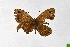  ( - DNAwthSatyrus009)  @11 [ ] Copyright (2024) Wolfgang ten Hagen Unspecified