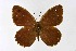  ( - DNAwthSatyrus012)  @11 [ ] Copyright (2024) Wolfgang ten Hagen Unspecified