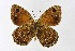  ( - DNAwthSatyrus012)  @11 [ ] Copyright (2024) Wolfgang ten Hagen Unspecified