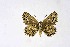  (Pseudophilotes marina - DNAwthPseudop001)  @11 [ ] Copyright (2024) Wolfgang ten Hagen Unspecified