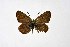  ( - DNAwthTuranana007)  @11 [ ] copyright (2024) Wolfgang ten Hagen Unspecified