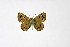 ( - DNAwthTuranana012)  @11 [ ] copyright (2024) Wolfgang ten Hagen Unspecified