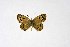  ( - DNAwthTuranana013)  @11 [ ] copyright (2024) Wolfgang ten Hagen Unspecified