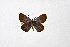  ( - DNAwthTuranana014)  @11 [ ] copyright (2024) Wolfgang ten Hagen Unspecified