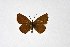  (Turanana teramura - DNAwthTuranana035)  @11 [ ] copyright (2024) Wolfgang ten Hagen Unspecified