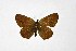  ( - DNAwthTuranana048)  @11 [ ] copyright (2024) Wolfgang ten Hagen Unspecified