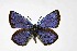  ( - DNAwthNeolysandra013)  @11 [ ] Copyright (2024) Wolfgang ten Hagen Unspecified