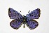  ( - DNAwthNeolysandra014)  @11 [ ] Copyright (2024) Wolfgang ten Hagen Unspecified