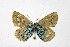  ( - DNAwthNeolysandra014)  @11 [ ] Copyright (2024) Wolfgang ten Hagen Unspecified