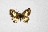  (Tuxentius calice - DNAwthTarucus050)  @11 [ ] Copyright (2024) Wolfgang ten Hagen Unspecified