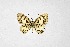  ( - DNAwthTarucus050)  @11 [ ] Copyright (2024) Wolfgang ten Hagen Unspecified