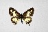  ( - DNAwthTarucus051)  @11 [ ] Copyright (2024) Wolfgang ten Hagen Unspecified