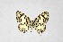  ( - DNAwthTarucus051)  @11 [ ] Copyright (2024) Wolfgang ten Hagen Unspecified