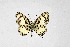  ( - DNAwthTarucus052)  @11 [ ] Copyright (2024) Wolfgang ten Hagen Unspecified