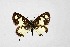  ( - DNAwthTarucus053)  @11 [ ] Copyright (2024) Wolfgang ten Hagen Unspecified