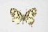  ( - DNAwthTarucus053)  @11 [ ] Copyright (2024) Wolfgang ten Hagen Unspecified