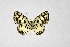  (Tuxentius melaena - DNAwthTarucus055)  @11 [ ] Copyright (2024) Wolfgang ten Hagen Unspecified