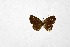  ( - DNAwthTarucus082)  @11 [ ] Copyright (2024) Wolfgang ten Hagen Unspecified