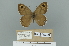  (Lasiommata minuscula - GCB-VN59)  @11 [ ] Copyright (2025) Giancristoforo Bozano Unspecified