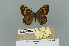  (Lopinga fulvescens - GCB-VN60)  @11 [ ] Copyright (2025) Giancristoforo Bozano Unspecified