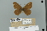  (Lopinga nemorum - GCB-VN61)  @11 [ ] Copyright (2025) Giancristoforo Bozano Unspecified
