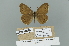  (Lopinga catena - GCB-VN62)  @11 [ ] Copyright (2025) Giancristoforo Bozano Unspecified