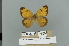  (Kirinia cashmirensis - GCB-VN71)  @11 [ ] Copyright (2025) Giancristoforo Bozano Unspecified
