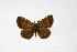 ( - DNAwthTuranana079)  @11 [ ] Copyright (2024) Wolfgang ten Hagen Unspecified