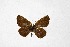  ( - DNAwthTuranana080)  @11 [ ] Copyright (2024) Wolfgang ten Hagen Unspecified