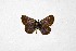  ( - DNAwthTuranana081)  @11 [ ] Copyright (2024) Wolfgang ten Hagen Unspecified