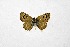  ( - DNAwthTuranana081)  @11 [ ] Copyright (2024) Wolfgang ten Hagen Unspecified