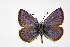  ( - DNAwthPamiria012)  @11 [ ] Copyright (2025) Wolfgang ten Hagen Unspecified