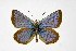  ( - DNAwthPamiria017)  @11 [ ] Copyright (2025) Wolfgang ten Hagen Unspecified