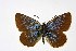  ( - DNAwthPamiria018)  @11 [ ] Copyright (2025) Wolfgang ten Hagen Unspecified