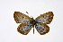  ( - DNAwthTuranana083)  @11 [ ] Copyright (2025) Wolfgang ten Hagen Unspecified